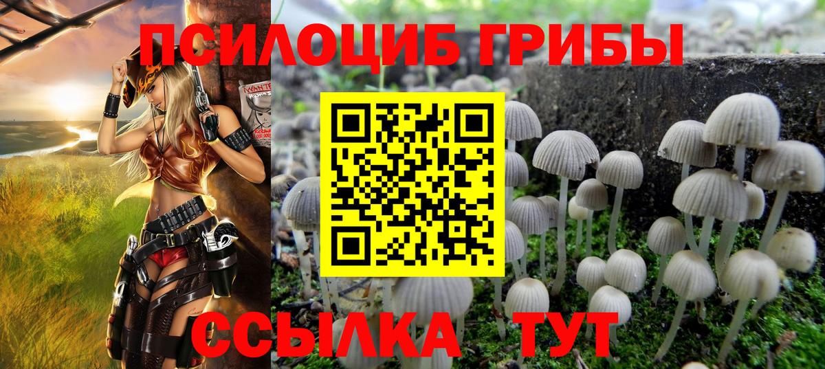 Бердск  Псилоцибиновые грибы GOLDEN TEACHER  купить закладку  Вход с VPN 